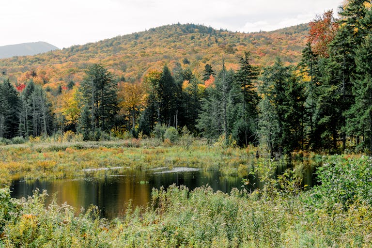 Scenic view of autumn foliage and pond in Vermont forest, USA.