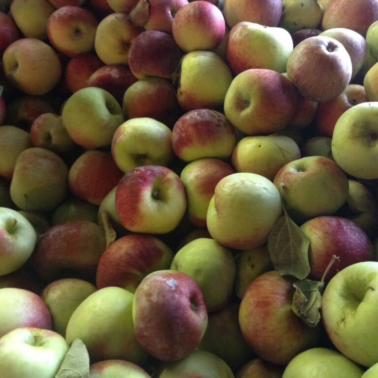 Chapin Orchard